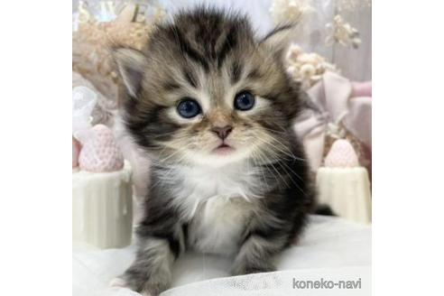 成約済の大阪府のサイベリアン-44876の9枚目